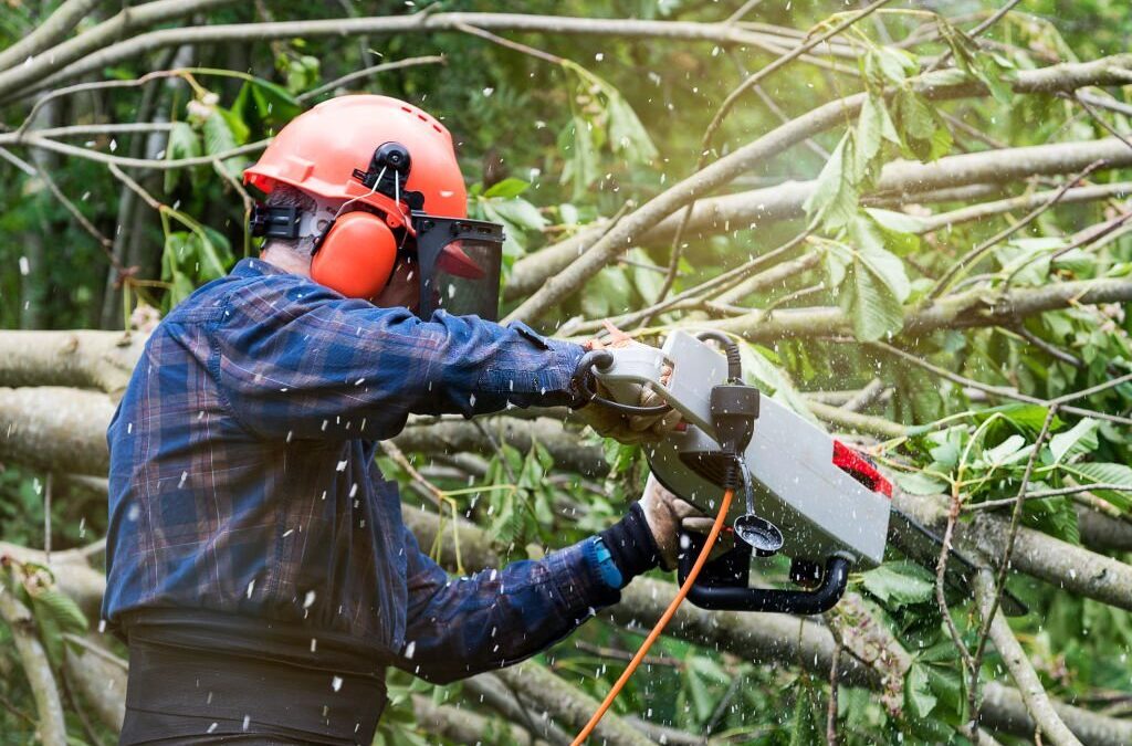 Action shot of a tree surgeon lumberjack, cutting the branches of a dead tree with a chainsaw, wearing a helmet and working in a woodland. He is wearing protective trousers, protective head wear and gloves.