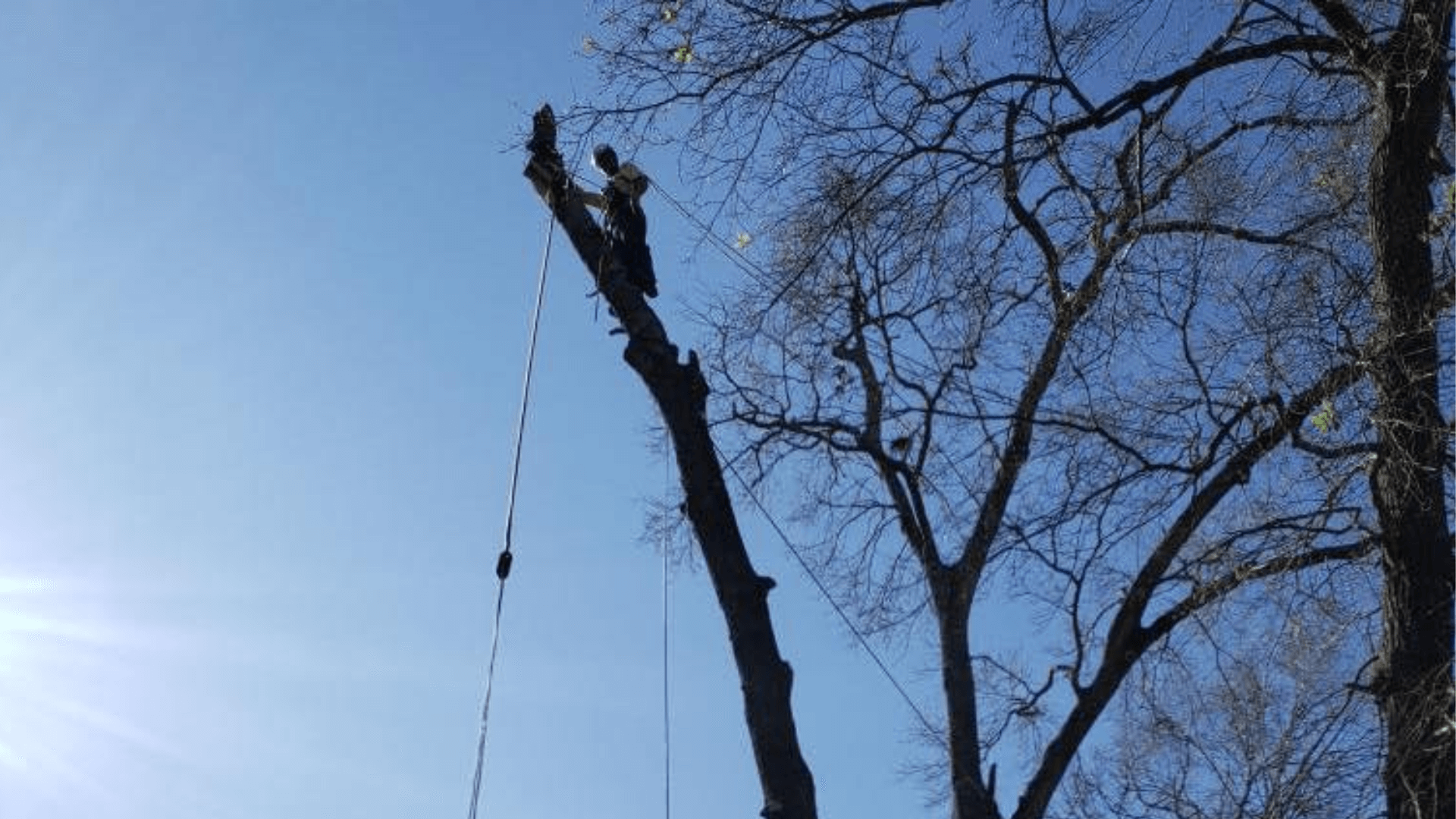 Tree Trimming
