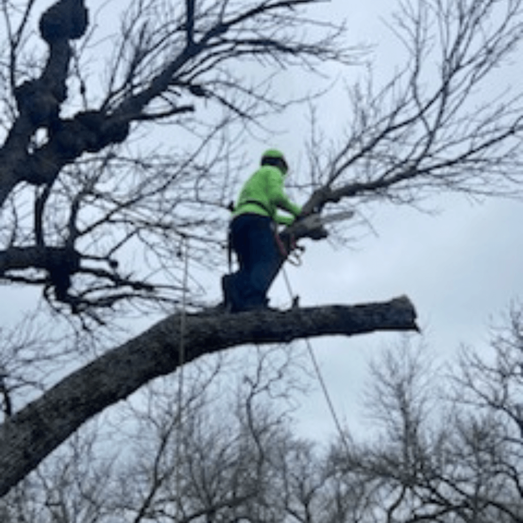 Tree Pruning