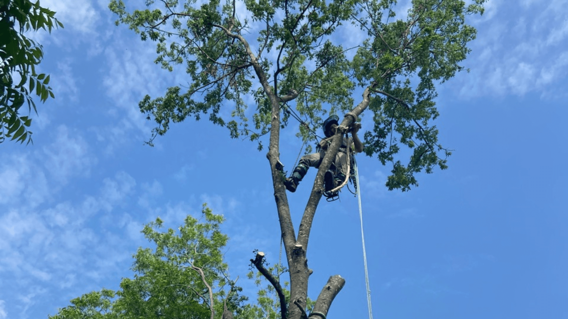 Tree Trimming Lancaster