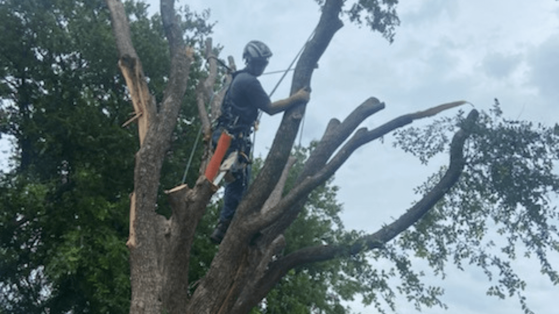 Tree Trimming Desoto