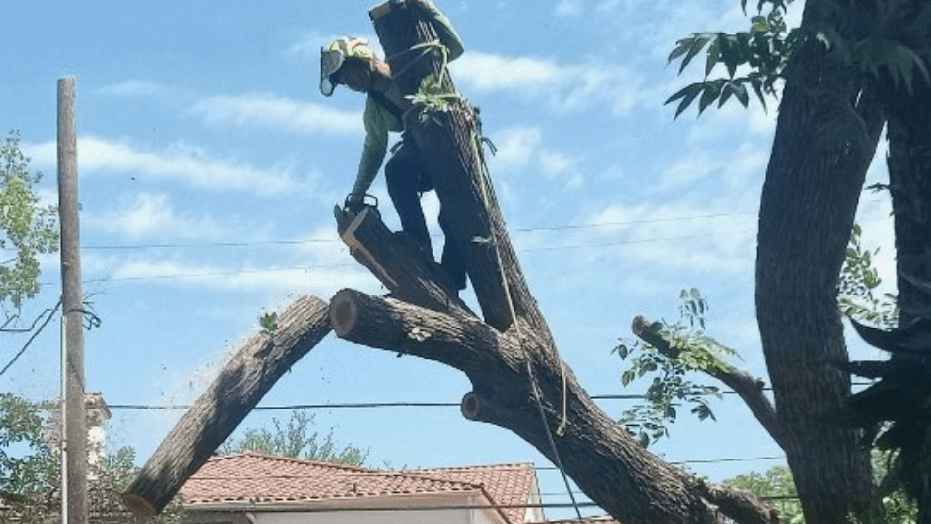 Tree Removal Desoto, TX