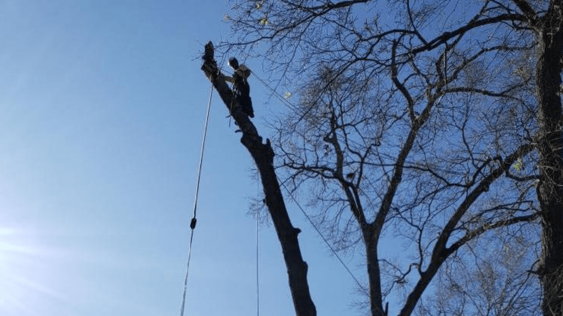 Tree Removal Duncanville, TX