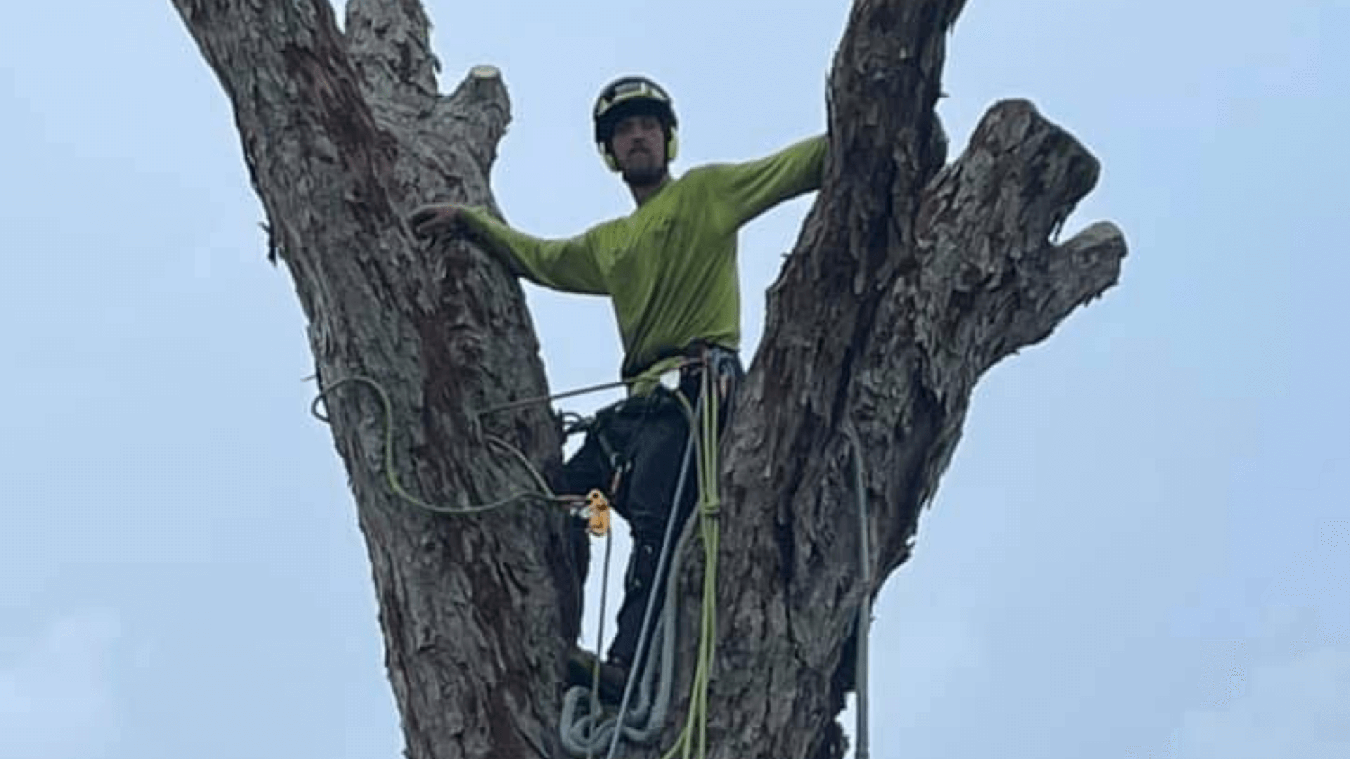 Tree Removal Red Oak